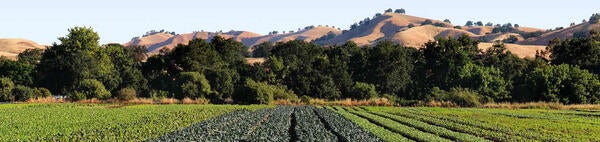 California vegetable field with foothills in the background