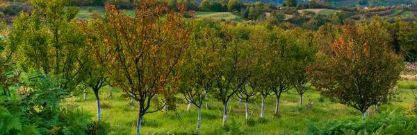 orchard (c) Vjekoslav Domanovic unsplash